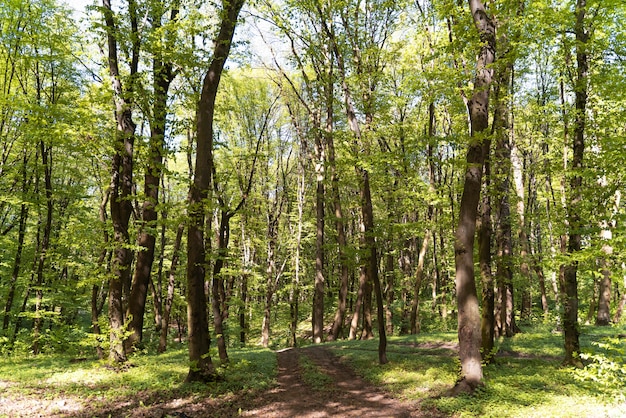 Piękny naturalny zielony las