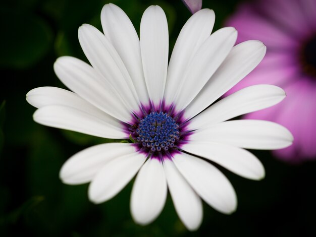 Piękny obraz makro białego Cape Daisy w ogrodzie