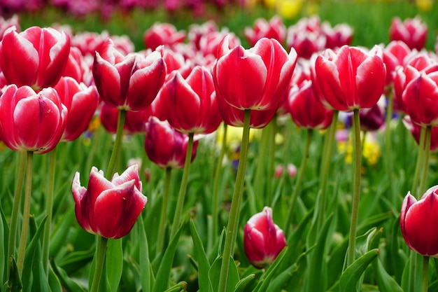 Piękny obraz różowych tulipanów w słońcu w ogrodzie