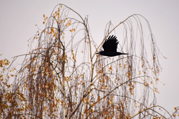 Piękny obrazek ptak - kruk / wrona w jesieni naturze. (Corvus frugilegus)