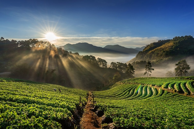 Piękny ogród truskawkowy i wschód słońca na Doi Ang Khang, Chiang Mai, Tajlandia.