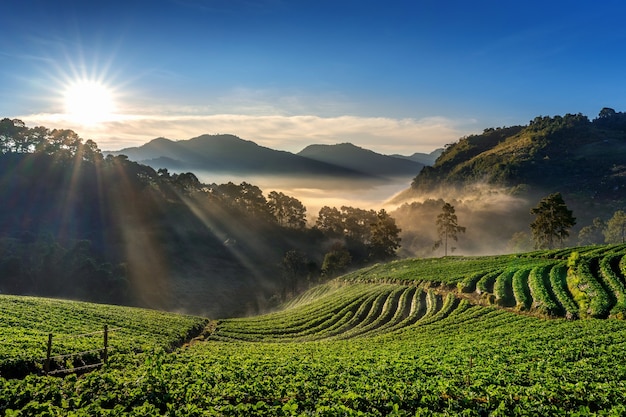 Bezpłatne zdjęcie piękny ogród truskawkowy i wschód słońca na doi ang khang, chiang mai, tajlandia.