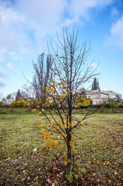 Piękny park z kolorowymi jesiennymi drzewami i suszonymi liśćmi pod zachmurzonym niebem