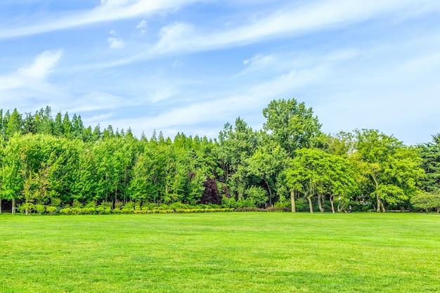 piękny park