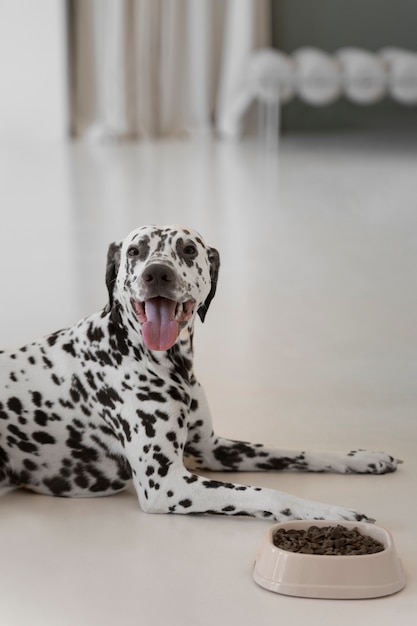 Piękny pies dalmatyński jedzący