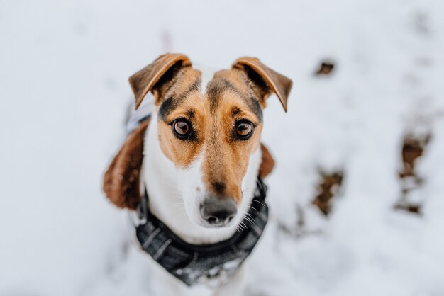 Piękny pies Jack Russell Terrier