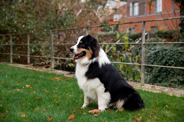 Piękny pies rasy border collie bawi się poza domem