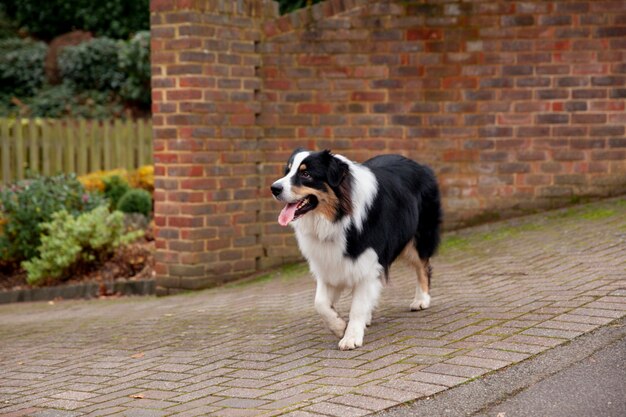 Piękny pies rasy border collie bawi się poza domem