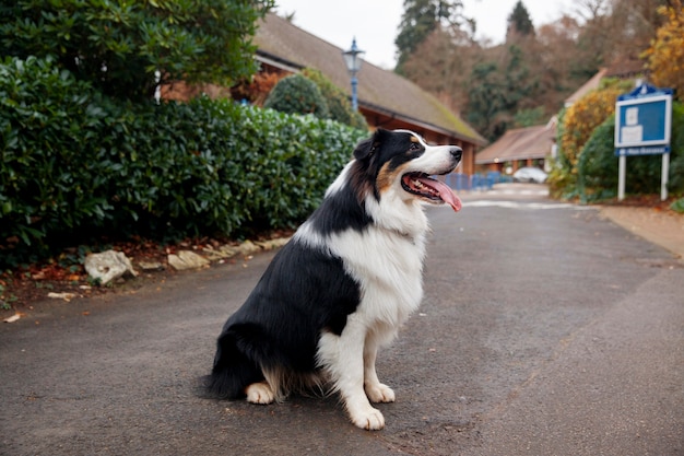 Piękny pies rasy border collie bawi się poza domem