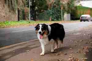 Bezpłatne zdjęcie piękny pies rasy border collie bawi się poza domem