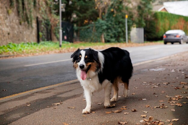 Piękny pies rasy border collie bawi się poza domem