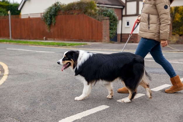 Piękny pies rasy border collie bawi się poza domem