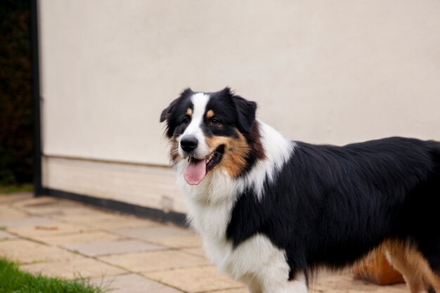 Piękny pies rasy border collie bawi się poza domem