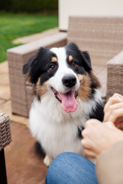 Piękny pies rasy border collie bawi się poza domem