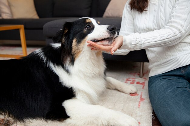 Piękny pies rasy border collie w domu