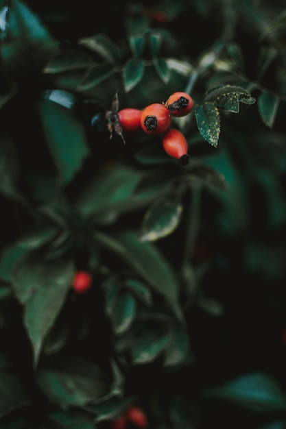 Bezpłatne zdjęcie piękny pionowo zbliżenie strzał rosehip gałąź na zamazanym naturalnym tle