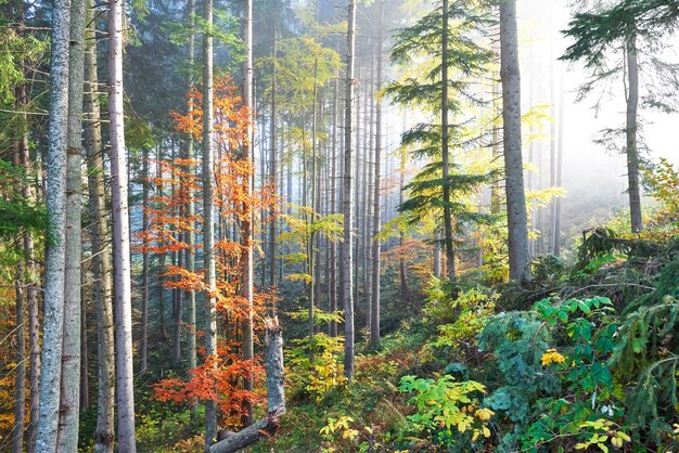 Piękny poranek w mglistym jesiennym lesie z majestatycznymi kolorowymi drzewami.