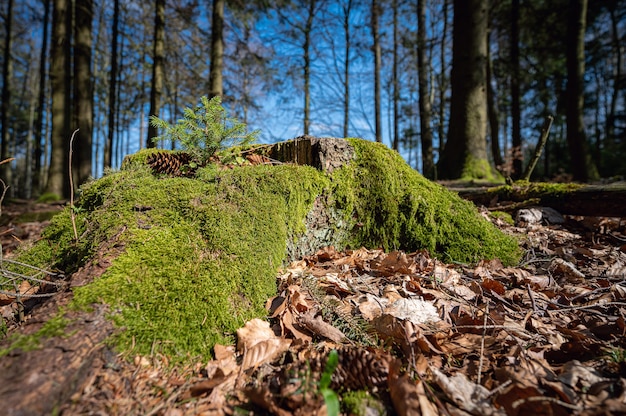 Piękny, porośnięty mchem pień drzewa w lesie zrobiony w Neunkirchner Höhe, Odenwald, Niemcy
