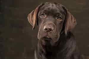 Bezpłatne zdjęcie piękny portret czekoladowego szczeniaka labrador retriever