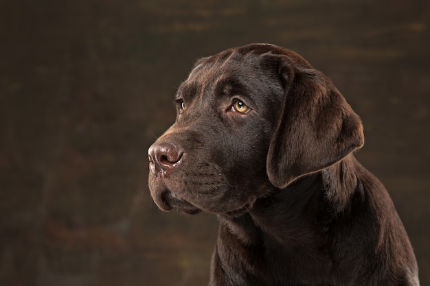 Piękny portret czekoladowego szczeniaka Labrador retriever