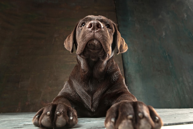 Bezpłatne zdjęcie piękny portret czekoladowego szczeniaka labrador retriever