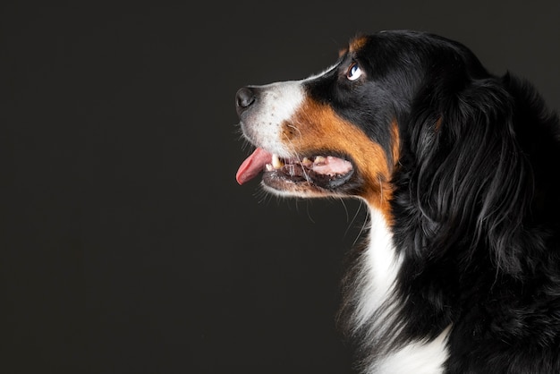 Bezpłatne zdjęcie piękny portret zwierzaka psa