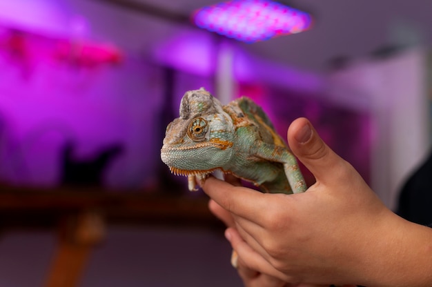 Bezpłatne zdjęcie piękny portret zwierzaka