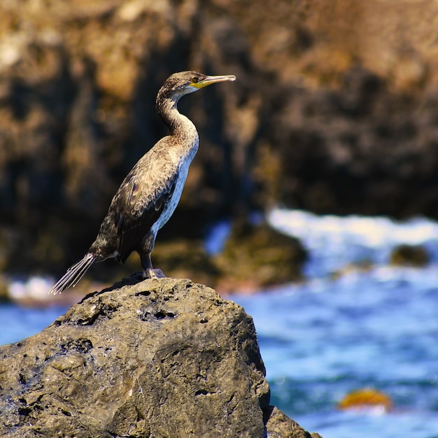 Piękny ptak siedzi na kamieniu nad morzem