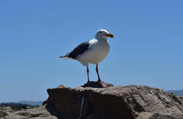Piękny ptak stojący na wybrzeżu?