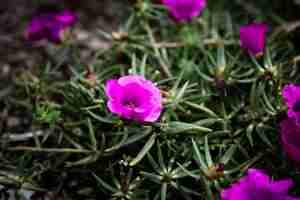 Bezpłatne zdjęcie piękny purpurowy kwiatu zbliżenie