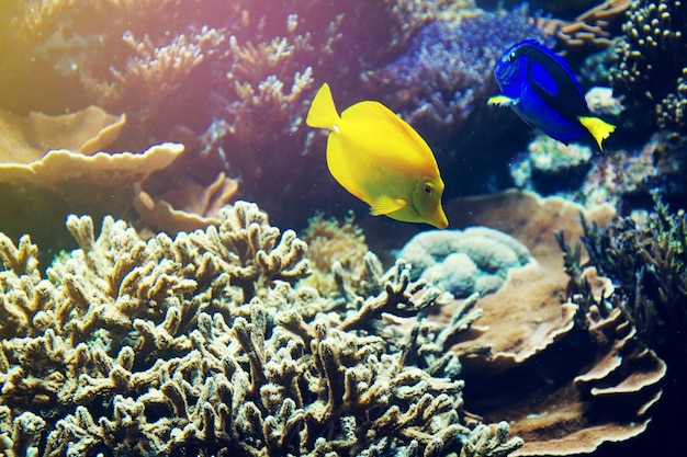 Bezpłatne zdjęcie piękny ryby morze czerwone koralowce. poziomej z miejsca na kopię.