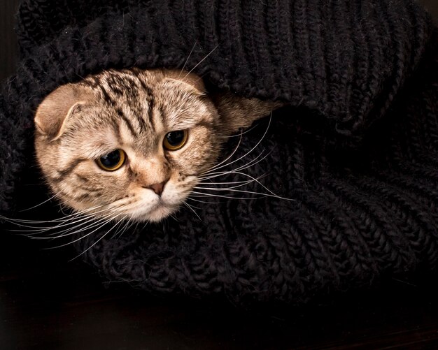 Piękny słodki kot scottish fold siedzi owinięty w czarny szalik z dzianiny i patrzy z niepokojem