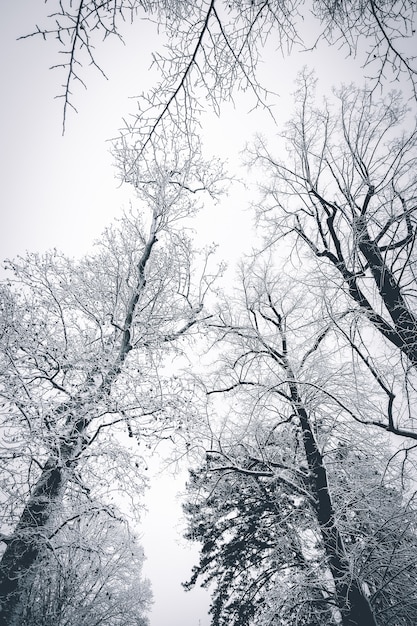 Piękny śnieżny teren zimą z nagimi drzewami pokrytymi śniegiem, tworząc zapierające dech w piersiach krajobrazy