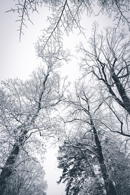 Piękny śnieżny teren zimą z nagimi drzewami pokrytymi śniegiem, tworząc zapierające dech w piersiach krajobrazy