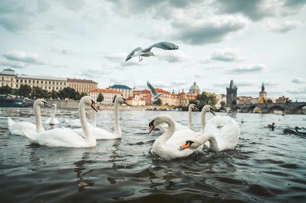 Piękny strzał biali łabędź i seagulls w jeziorze w Praga, republika czech