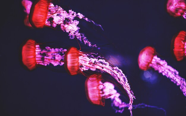 Piękny strzał czerwoni i purpurowi jellyfishes podwodni z ciemnym tłem