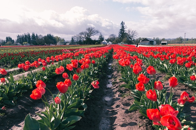 Piękny strzał czerwoni tulipany kwitnie w wielkim rolniczym polu