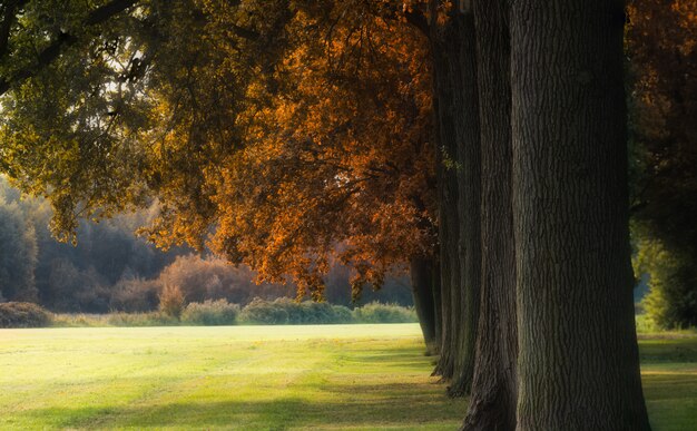 Piękny strzał duży brąz leafed drzewa na trawiastym polu przy dniem