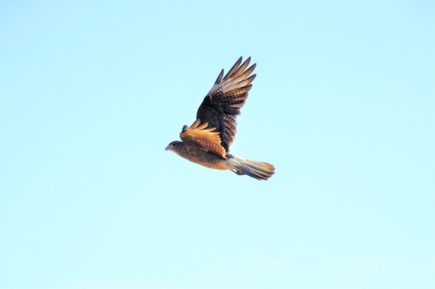 Piękny strzał północnego błotniaka ptasi latanie pod jasnym niebem
