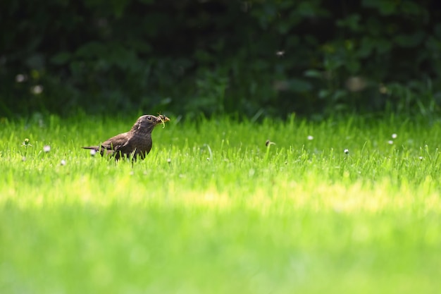 Piękny strzał ptak w naturze. Kos w trawie chwyta insekty. (Turdus merula)