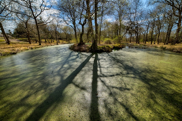 Bezpłatne zdjęcie piękny strzał sezonowy jesień park podczas ładnej wietrznej pogody