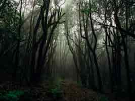 Bezpłatne zdjęcie piękny strzał wysocy drzewa w lesie w mgle otaczającej roślinami