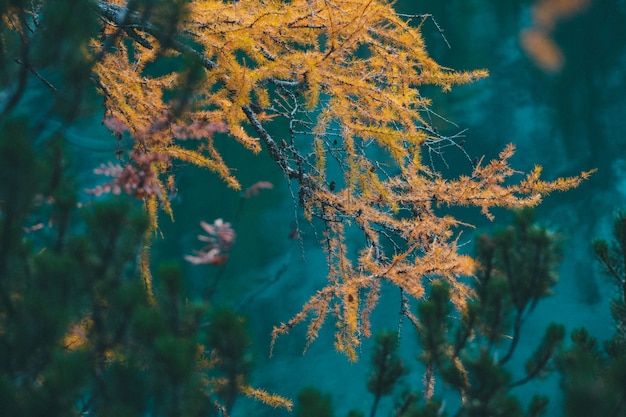Piękny strzał żółty modrzewiowy drzewo z zamazanym naturalnym tłem