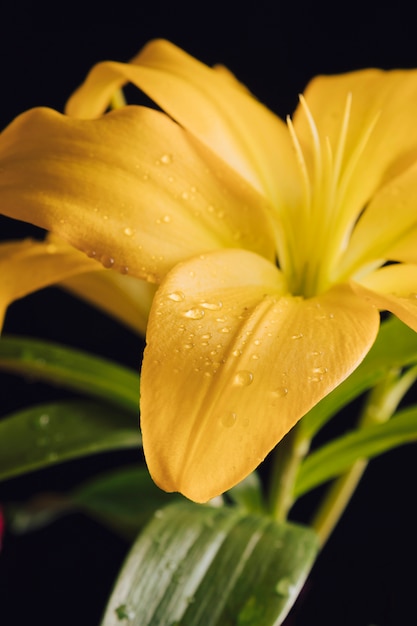 Piękny świeży Kwiat W Rosie Darmowe Zdjęcia