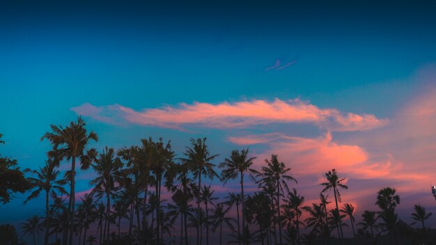 Piękny widok drzew pod kolorowym i pochmurnym niebem uchwyconym na Bali