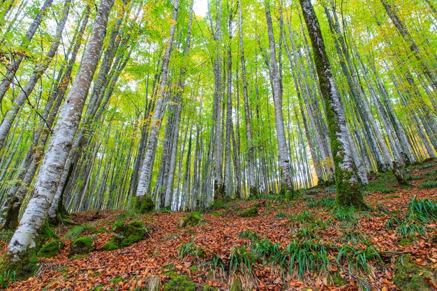 Piękny widok na las z wysokimi, smukłymi drzewami i brązowymi liśćmi pokrywającymi ziemię
