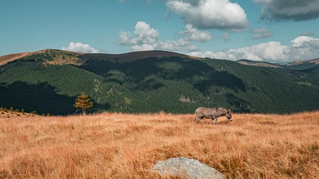 Piękny widok na osła pasącego się na porośniętym trawą polu z górami w tle
