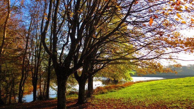 Piękny widok na park z jeziorem jesienią