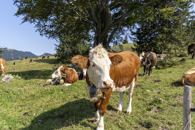 Piękny widok na pasące się krowy na łące