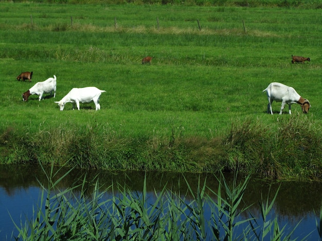 Piękny widok na pięć kóz hodowlanych pasących się na trawie na polu obok kanału w Holandii